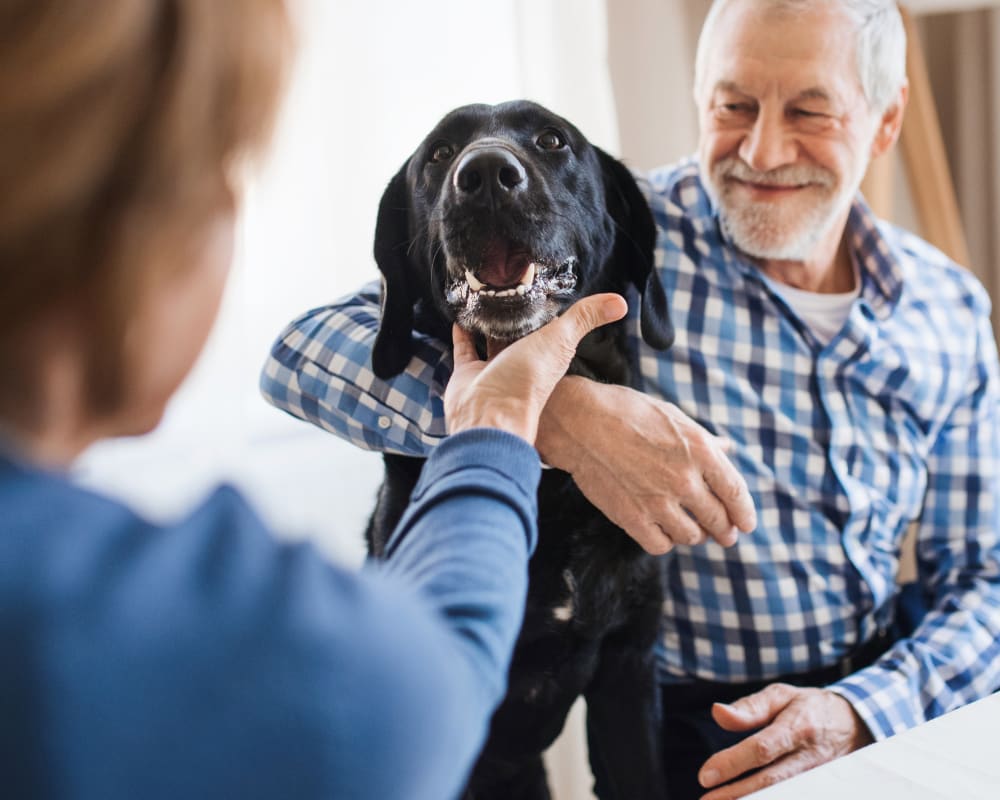 Cardiology Services, Burlington Veterinarian