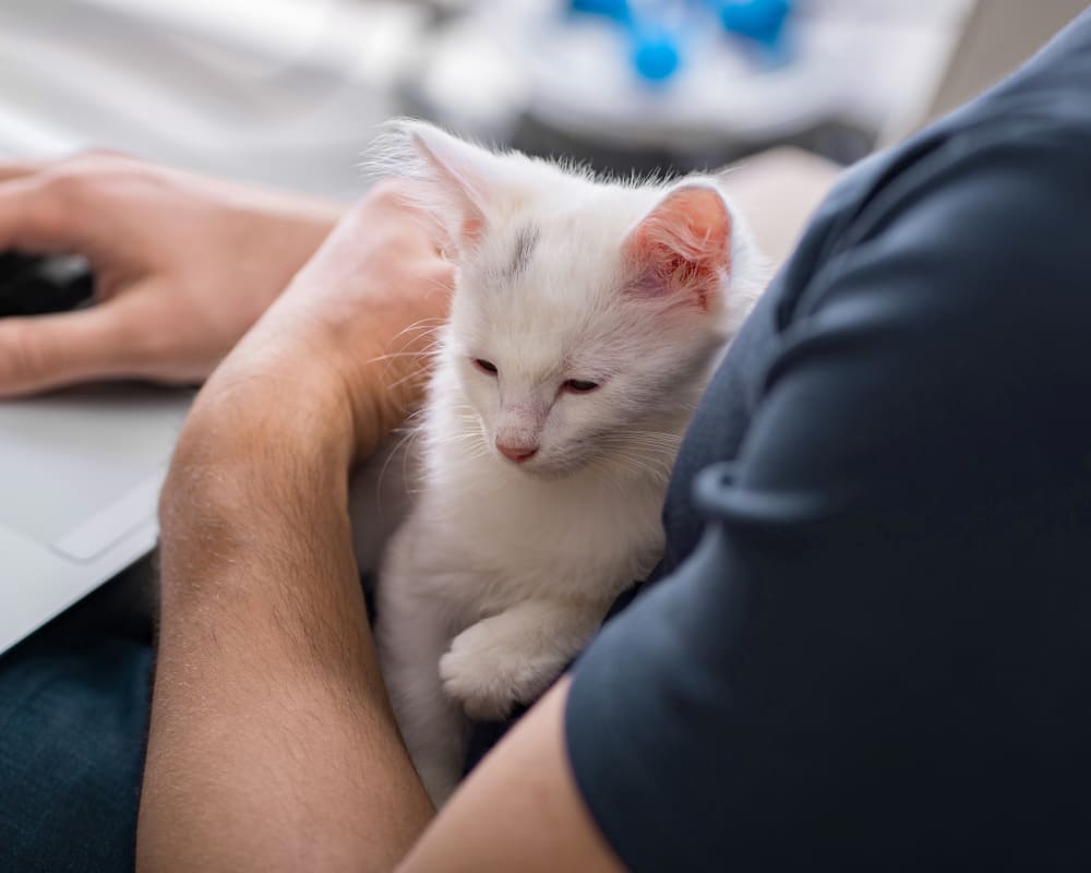 Diagnostic & Lab Technology, Burlington Vet